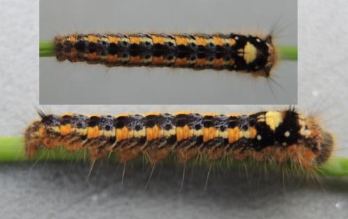 Réf. 298 936 : Euthrix potatoria